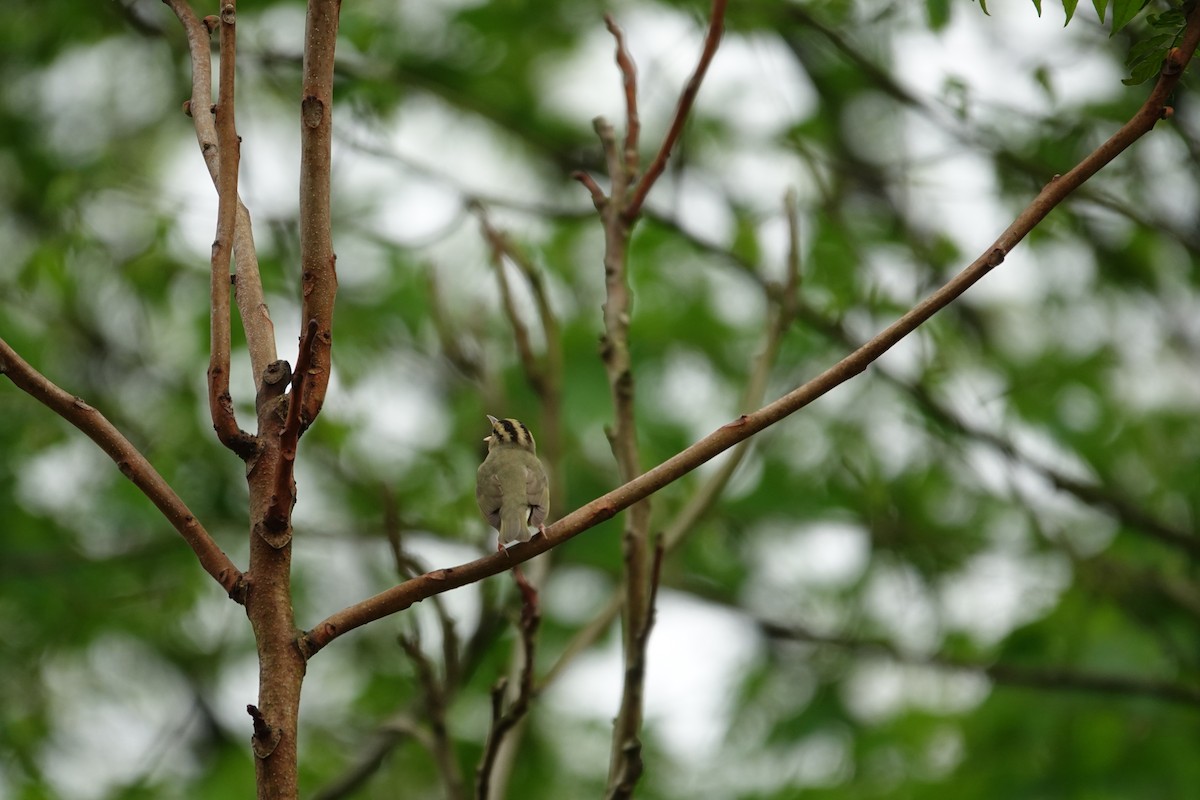 Worm-eating Warbler - ML634974296