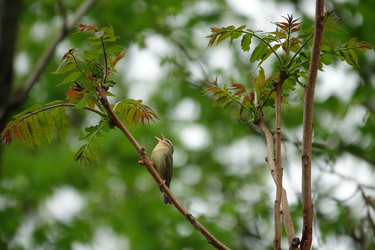 Worm-eating Warbler - ML634974297