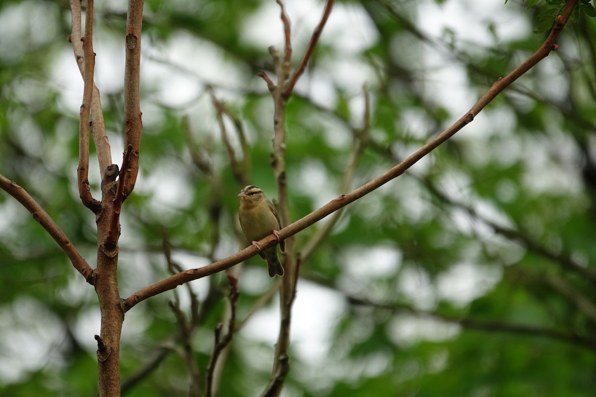 Worm-eating Warbler - ML634974298