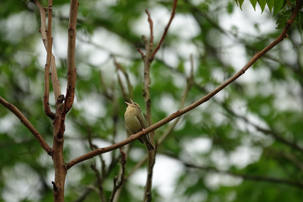 Worm-eating Warbler - ML634974299