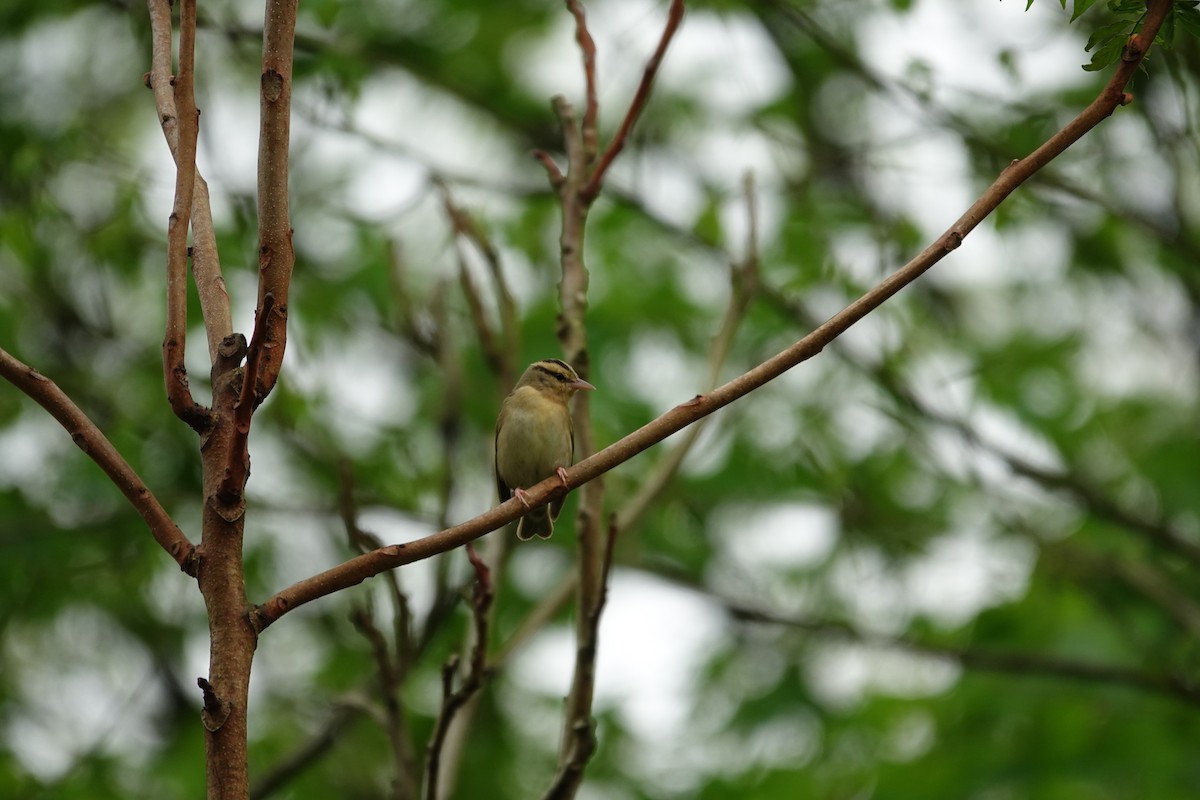 Worm-eating Warbler - ML634974300