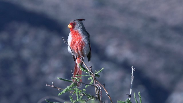 ørkenkardinal - ML634974307