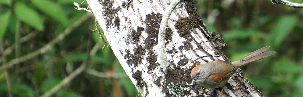 Pale-breasted Spinetail - ML634974397
