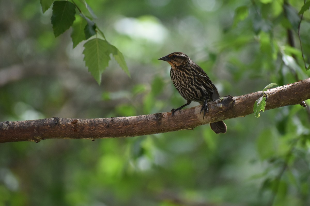 Red-winged Blackbird - ML634974446