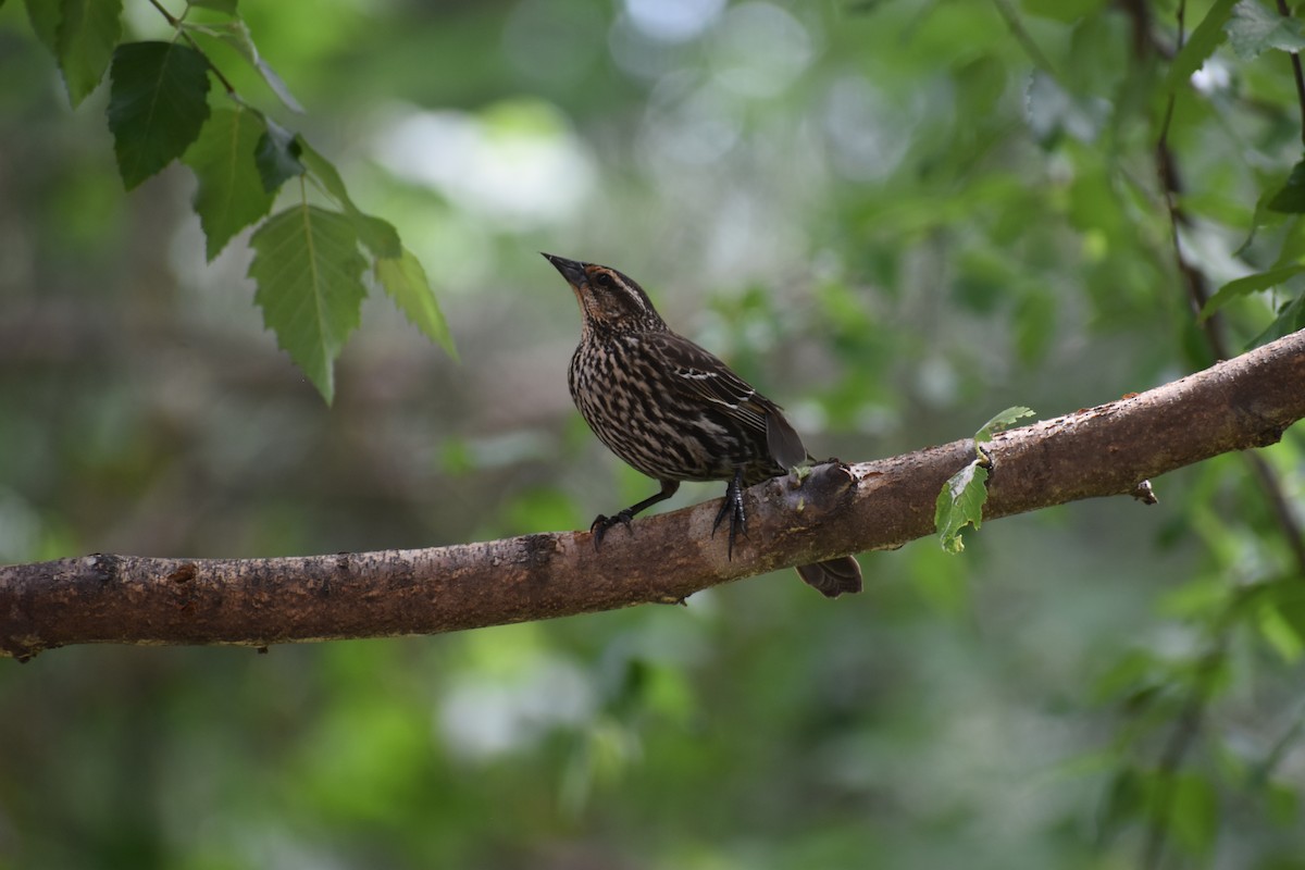 Red-winged Blackbird - ML634974465