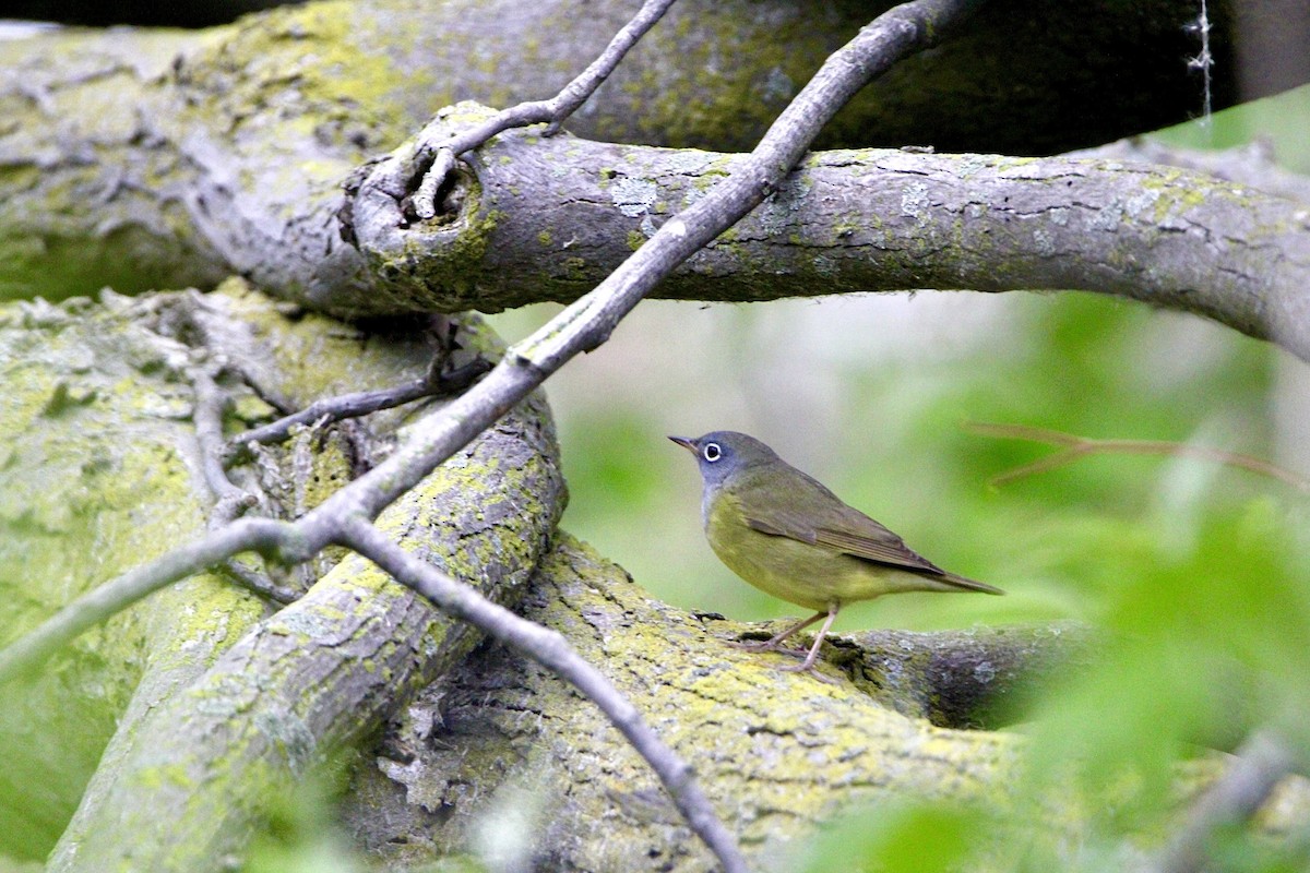 Connecticut Warbler - ML634974644