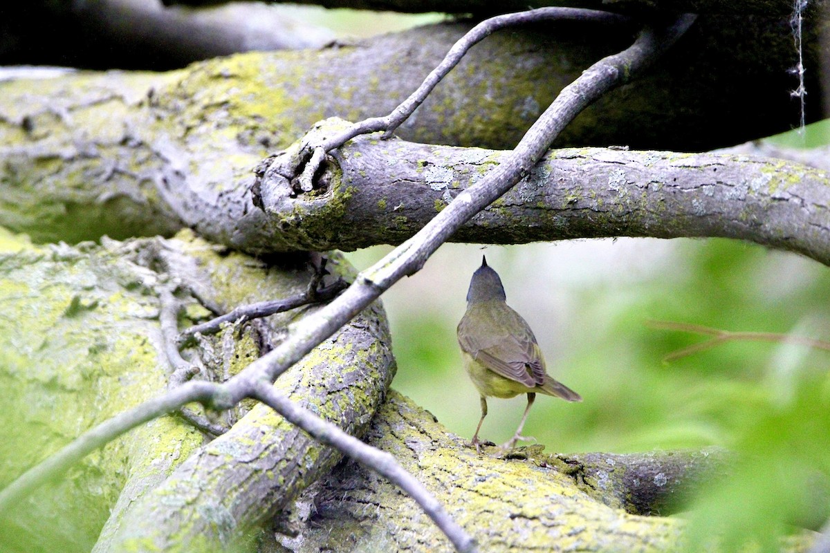 Connecticut Warbler - ML634974646