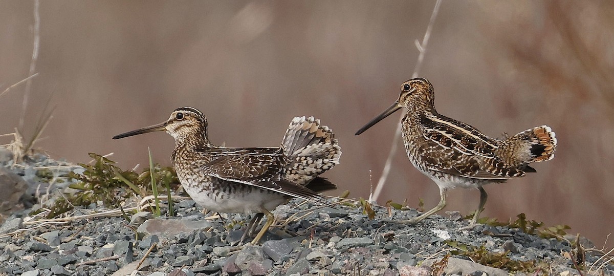 Wilson's Snipe - ML634974655