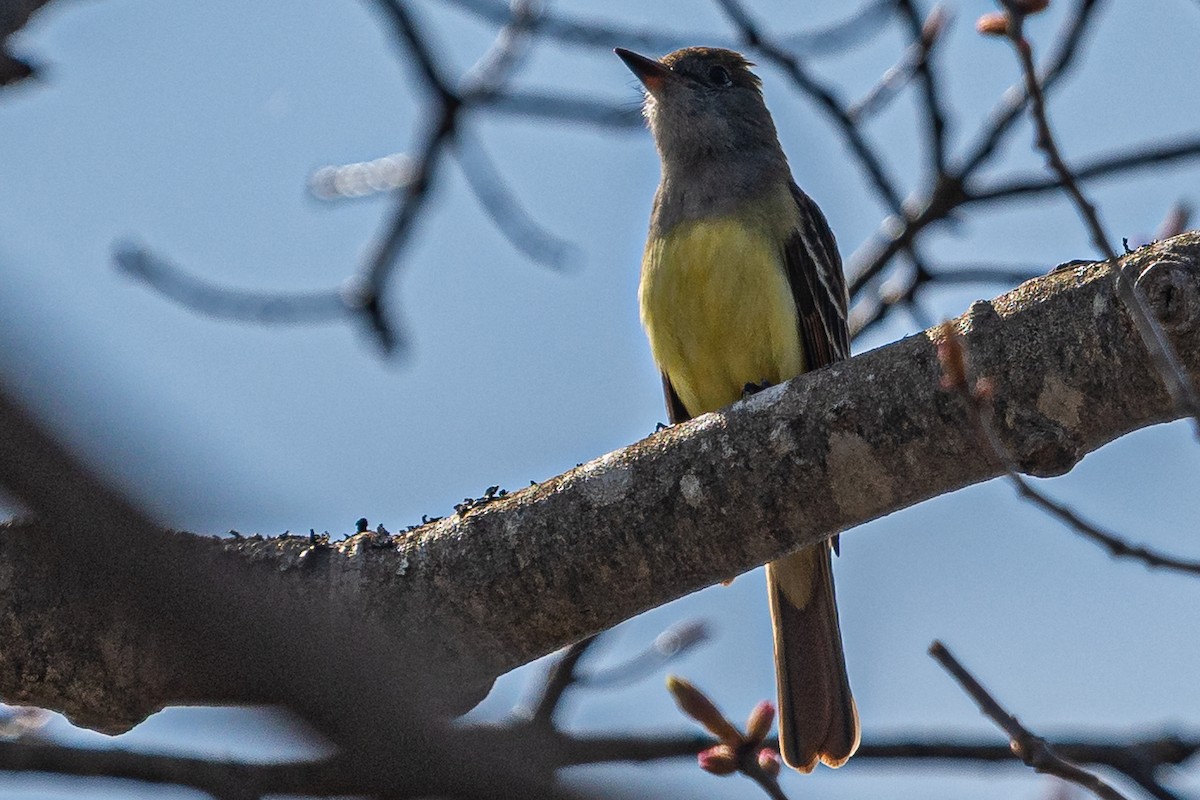 Great Crested Flycatcher - ML634974724