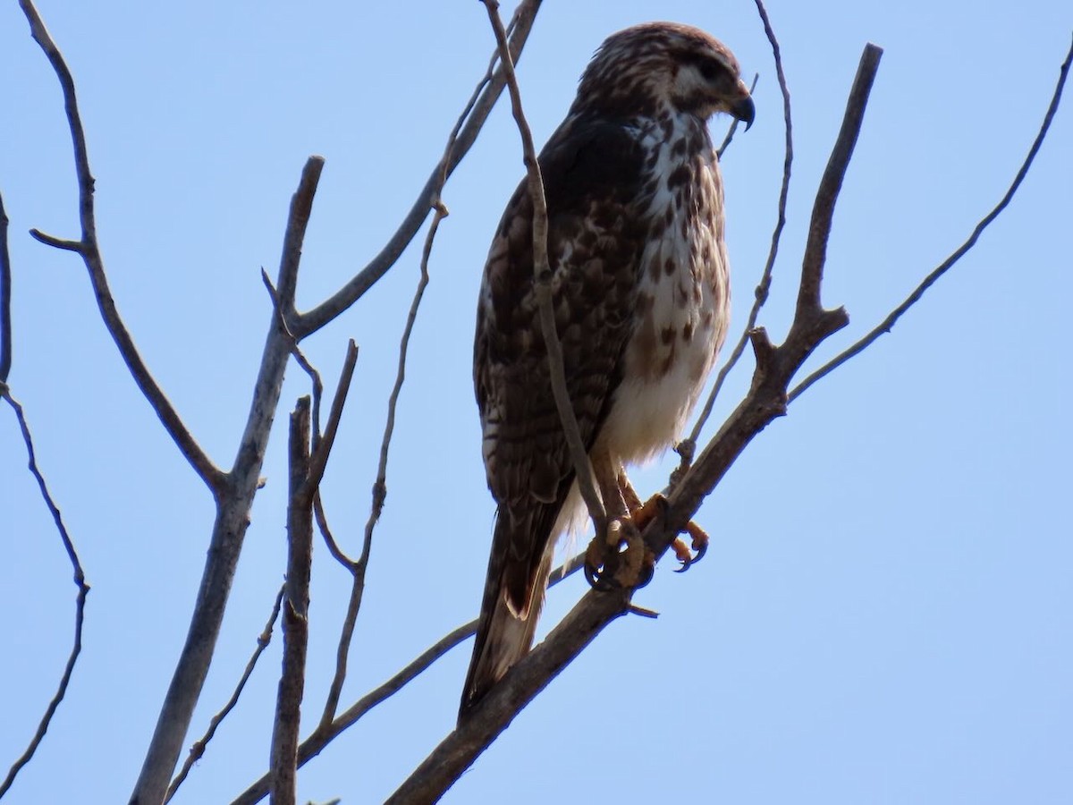 ミナミハイイロノスリ - ML634974726