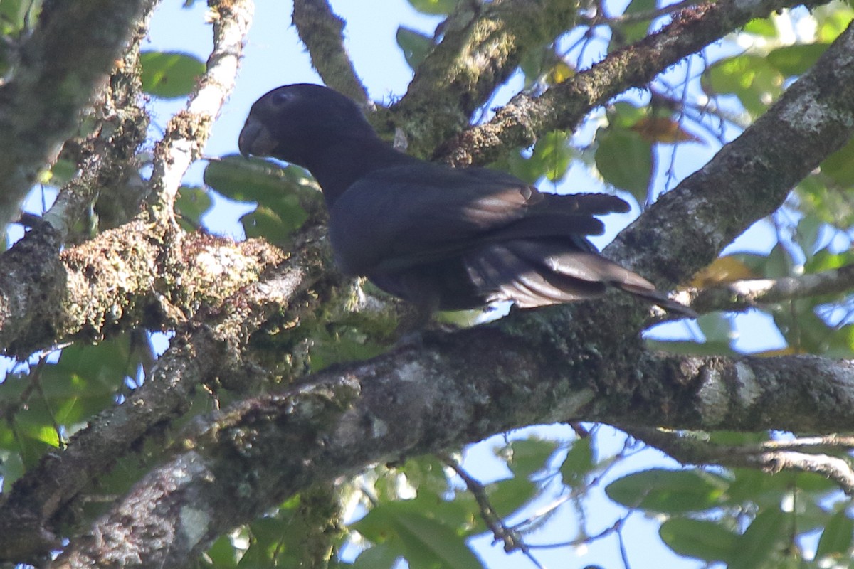 Lesser Vasa Parrot - ML634974735