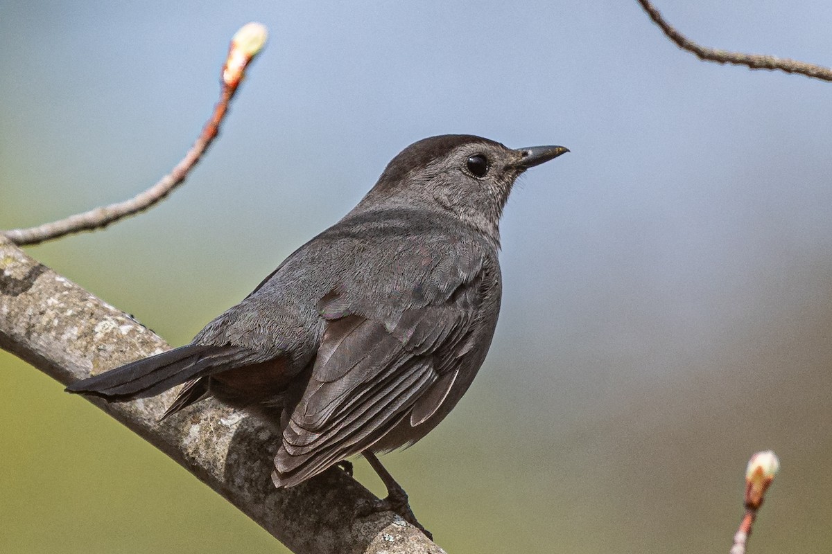 Gray Catbird - ML634974796