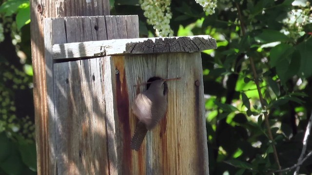 Northern House Wren - ML634974807