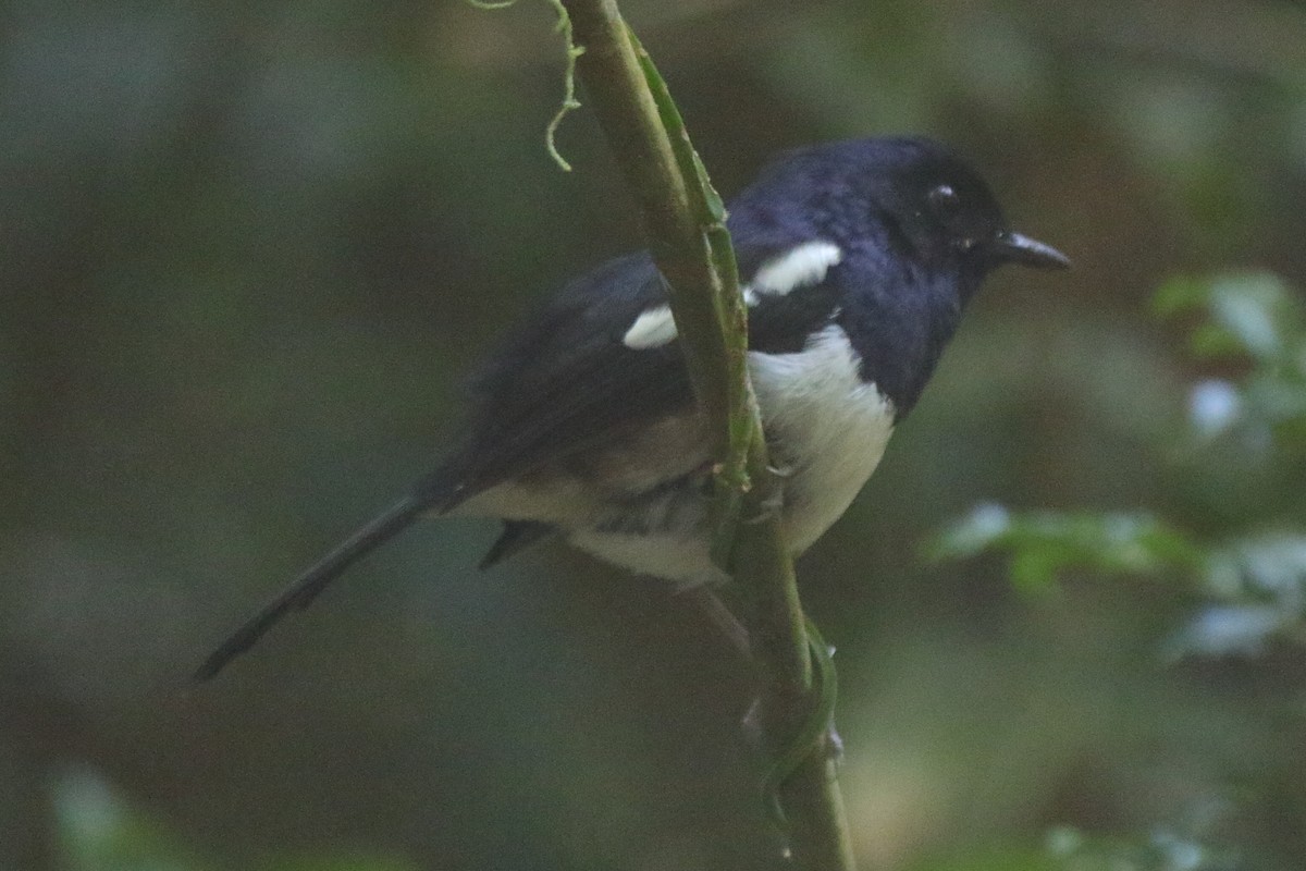 Madagascar Magpie-Robin (White-bellied) - ML634974855