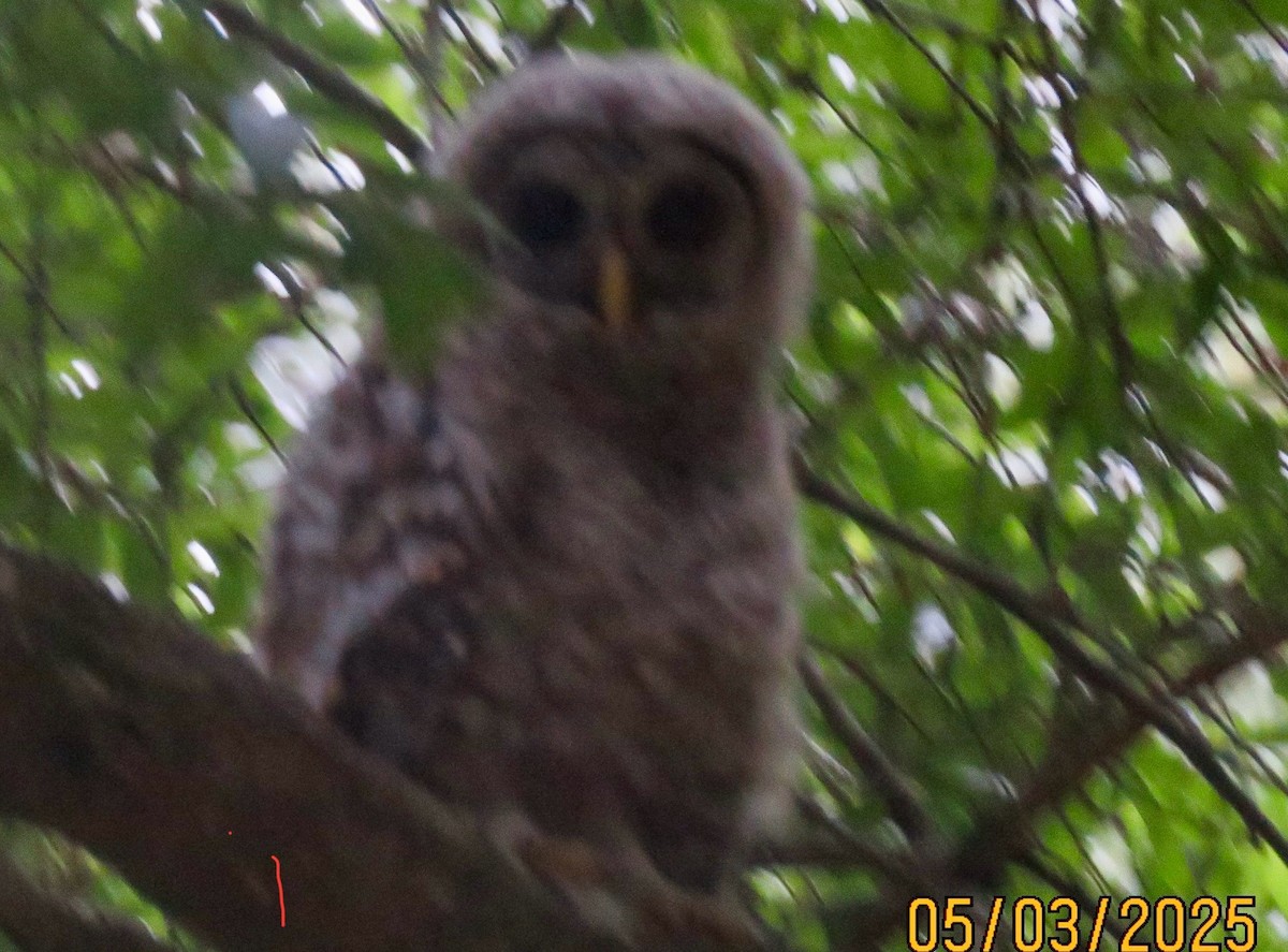 Barred Owl - ML634974859