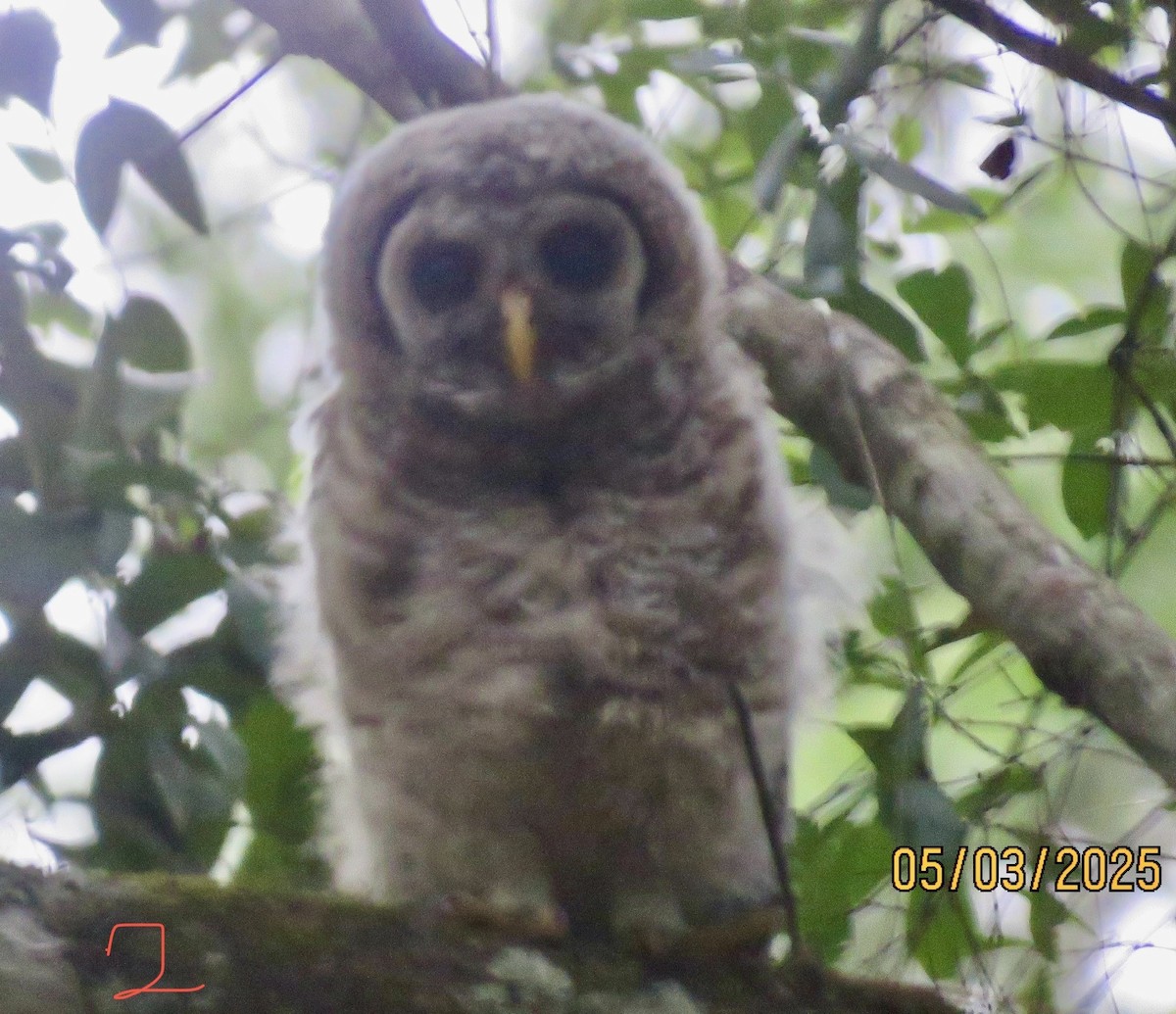 Barred Owl - ML634974874