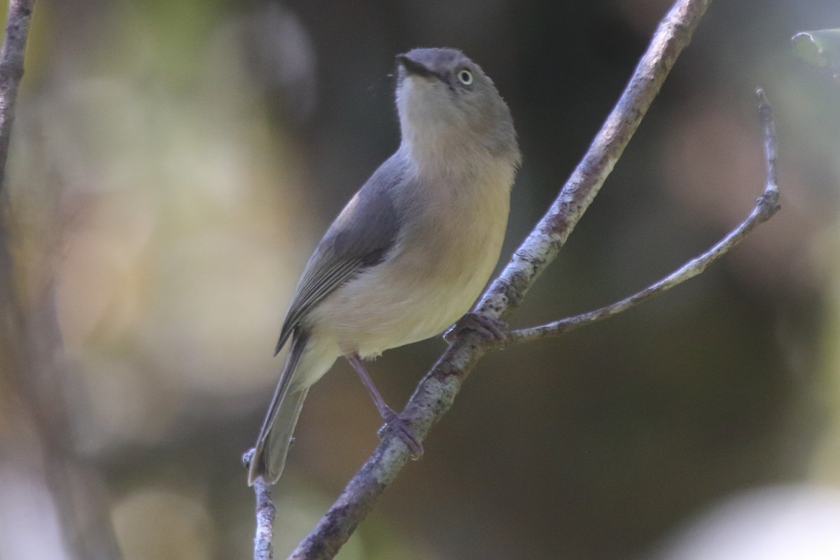 Common Newtonia - ML634974890