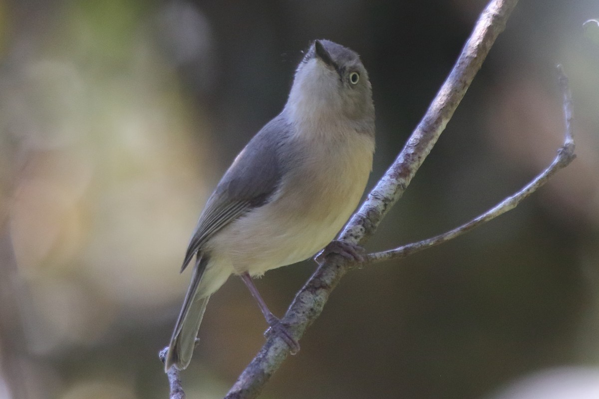 Common Newtonia - ML634974892