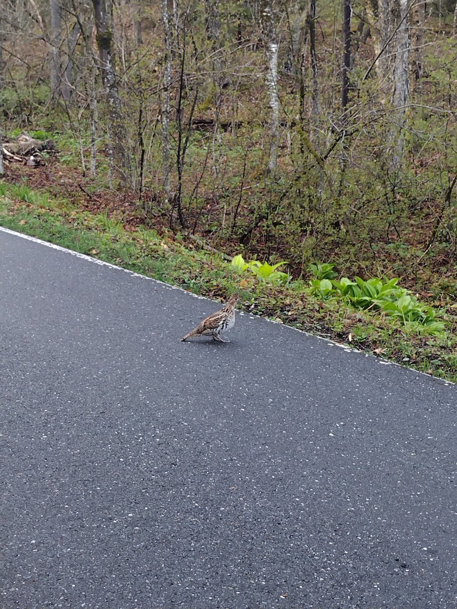 Ruffed Grouse - ML634974904