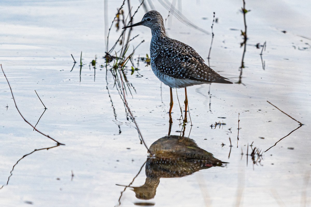 Greater Yellowlegs - ML634974935