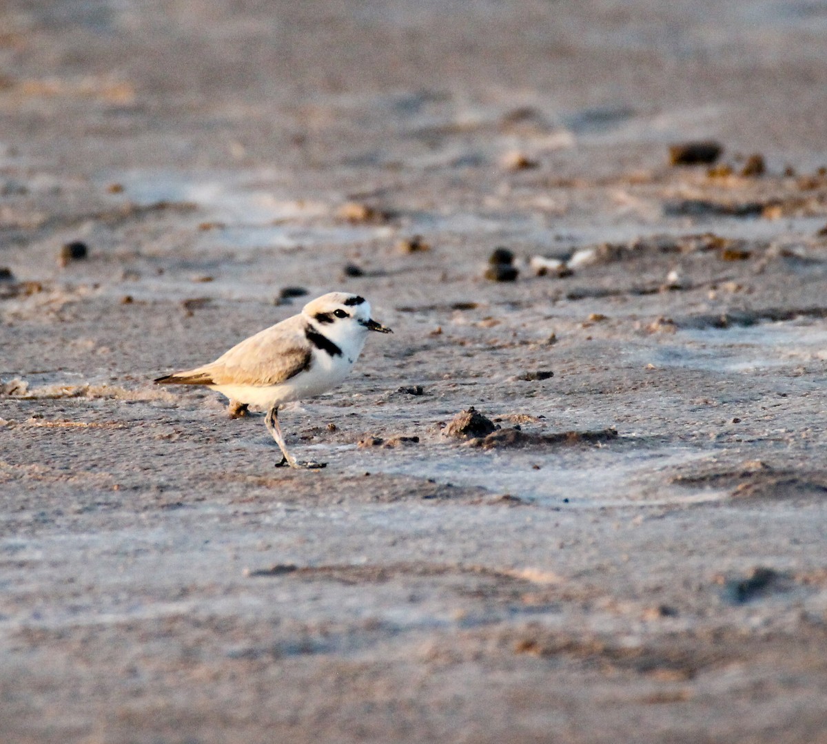 Snowy Plover - ML634975019