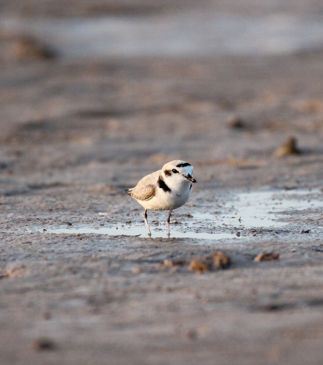 Snowy Plover - ML634975020