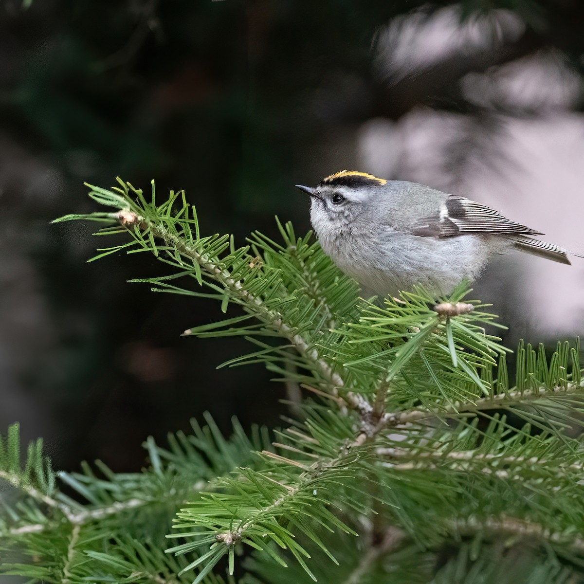 Golden-crowned Kinglet - ML634975029