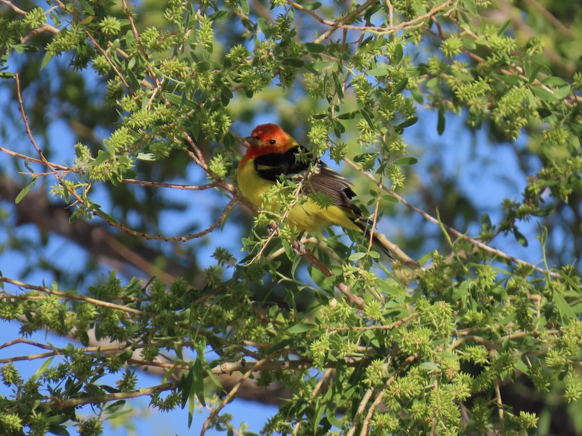 ニシフウキンチョウ - ML634975030