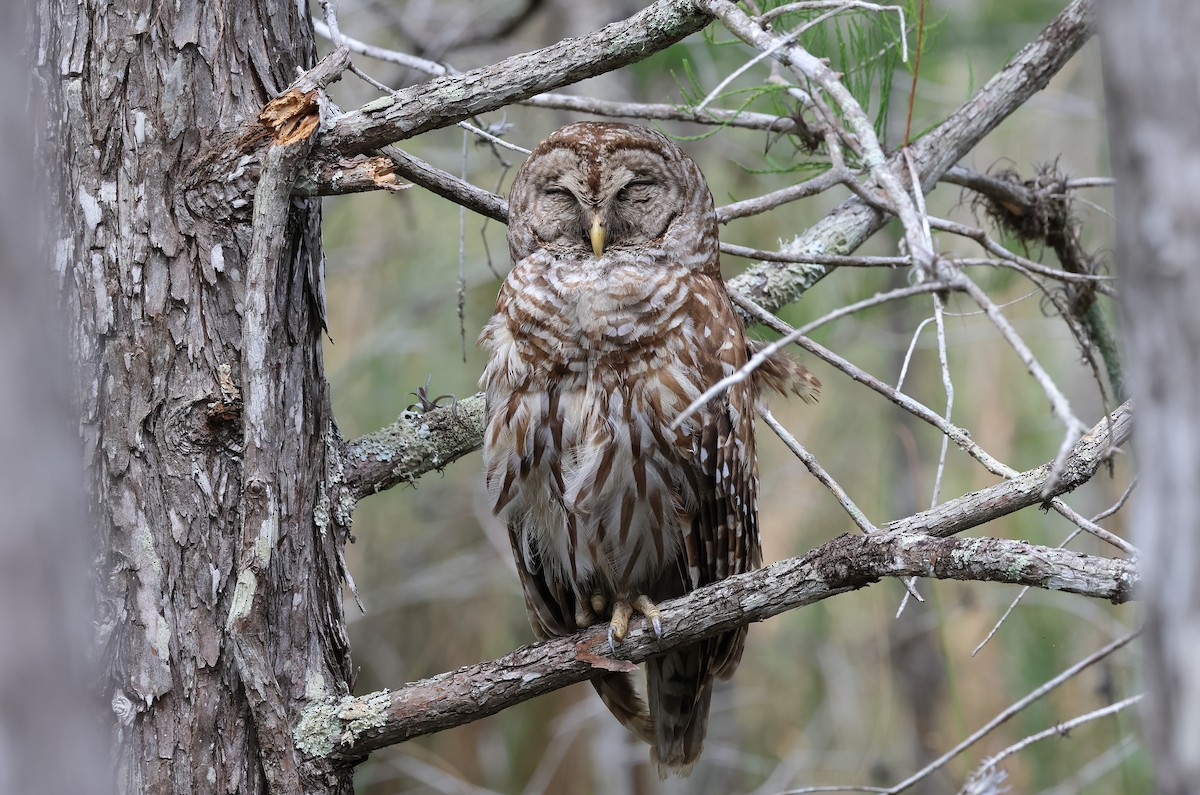 Barred Owl - ML634975094