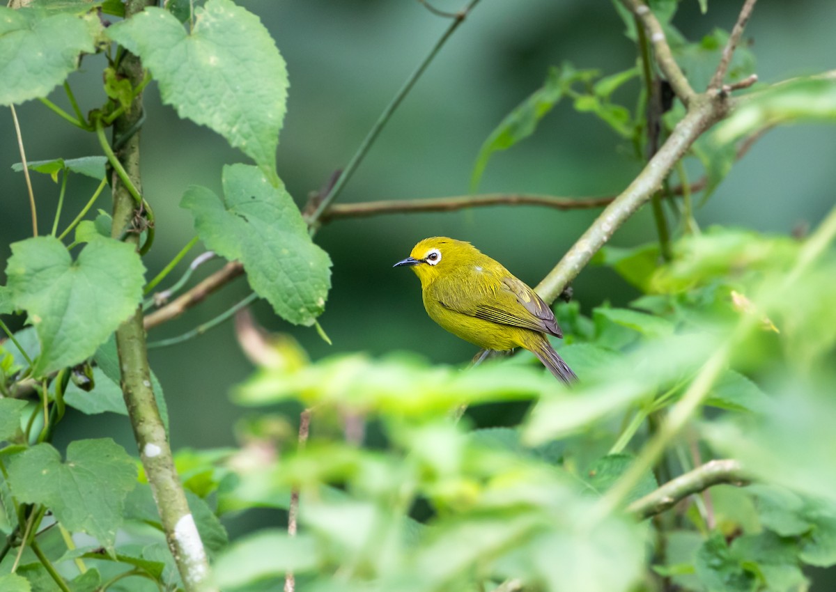 Northern Yellow White-eye - ML634975122