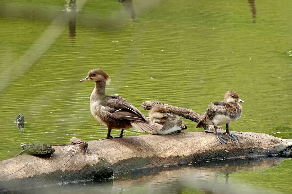 Hooded Merganser - ML634975123
