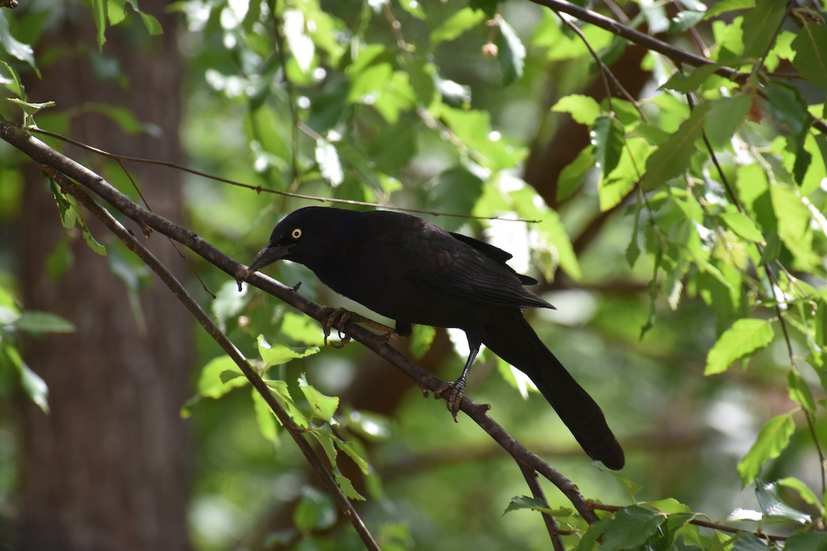 Common Grackle - ML634975145