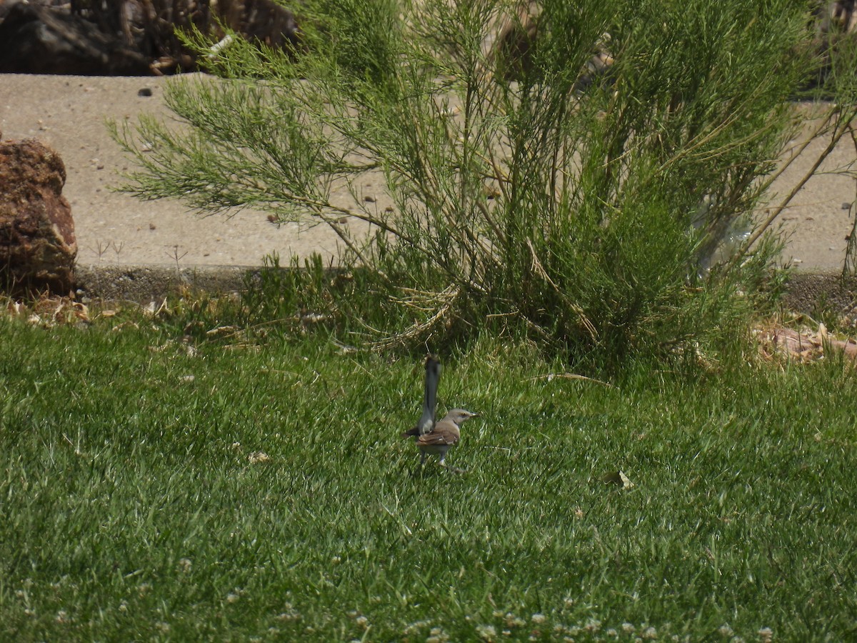 Northern Mockingbird - ML634975208