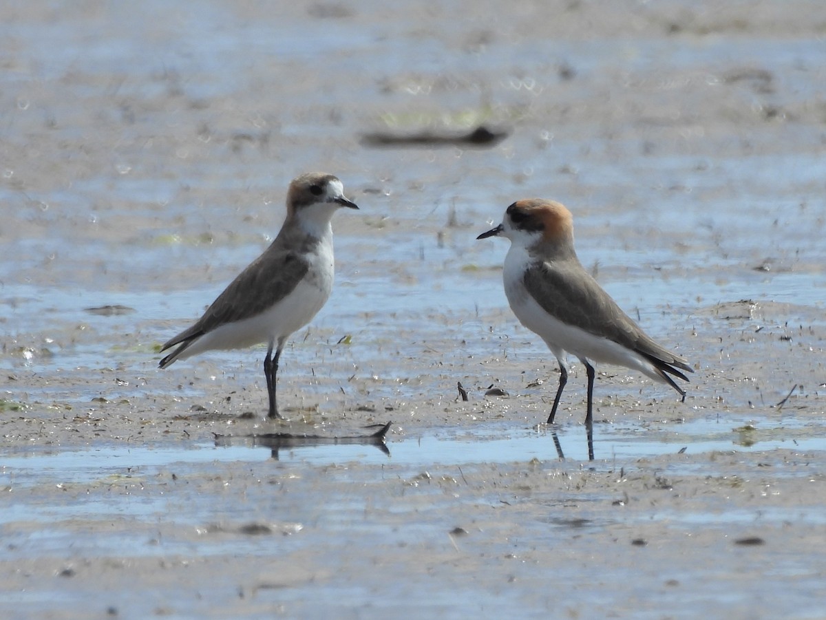 Puna Plover - ML634975254