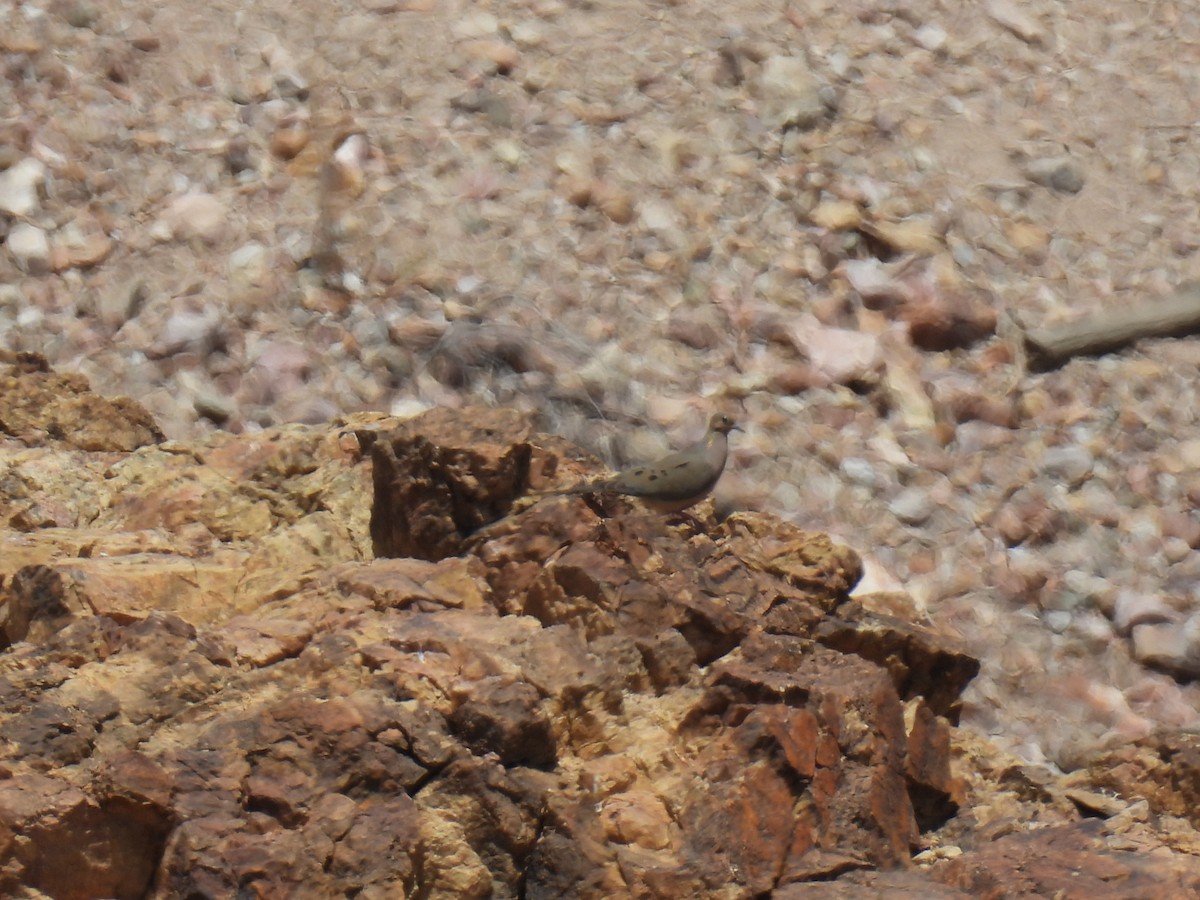 Mourning Dove - ML634975259