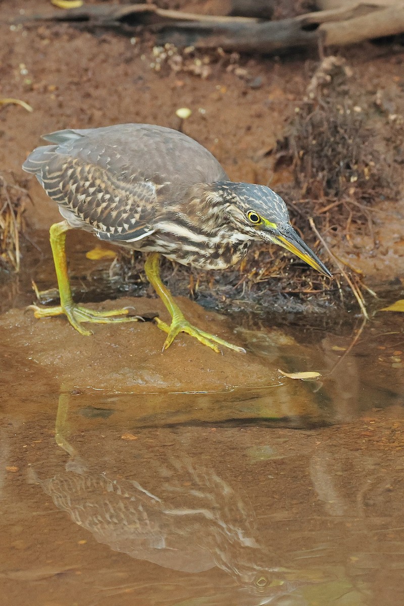 Striated Heron - ML634975302