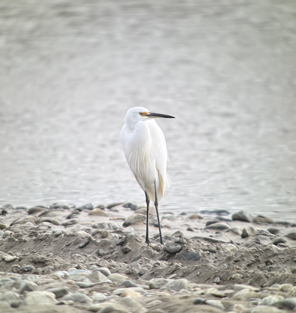 Little Egret - ML634975308