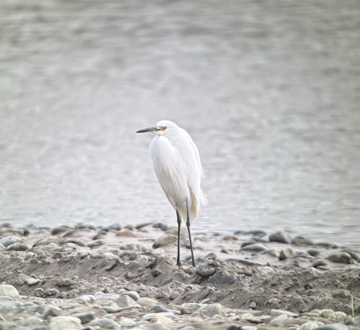 Little Egret - ML634975309