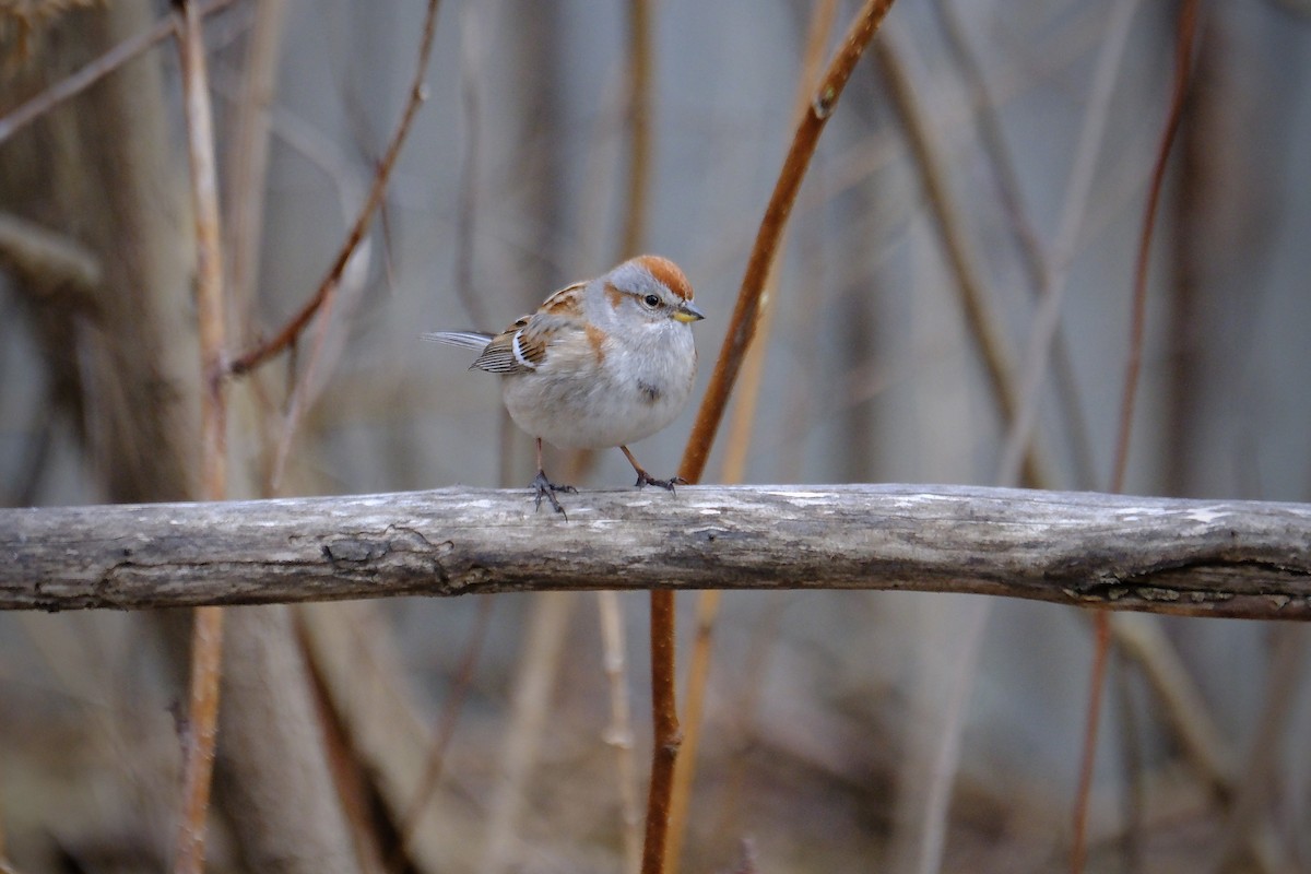 American Tree Sparrow - ML634975348