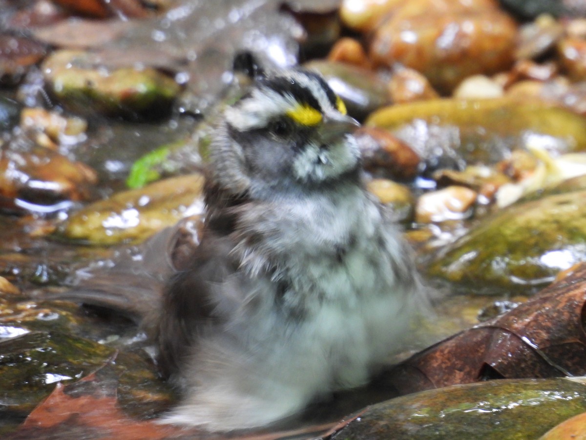 White-throated Sparrow - ML634975351