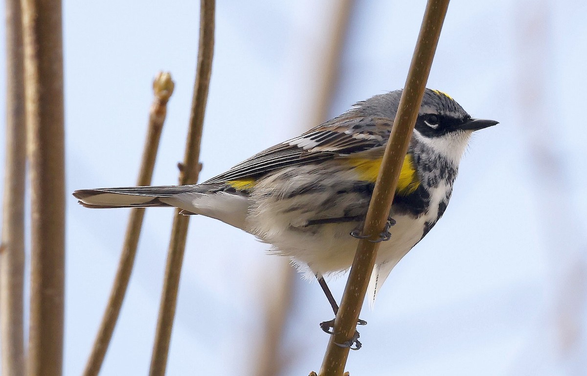 Yellow-rumped Warbler (Myrtle) - ML634975400