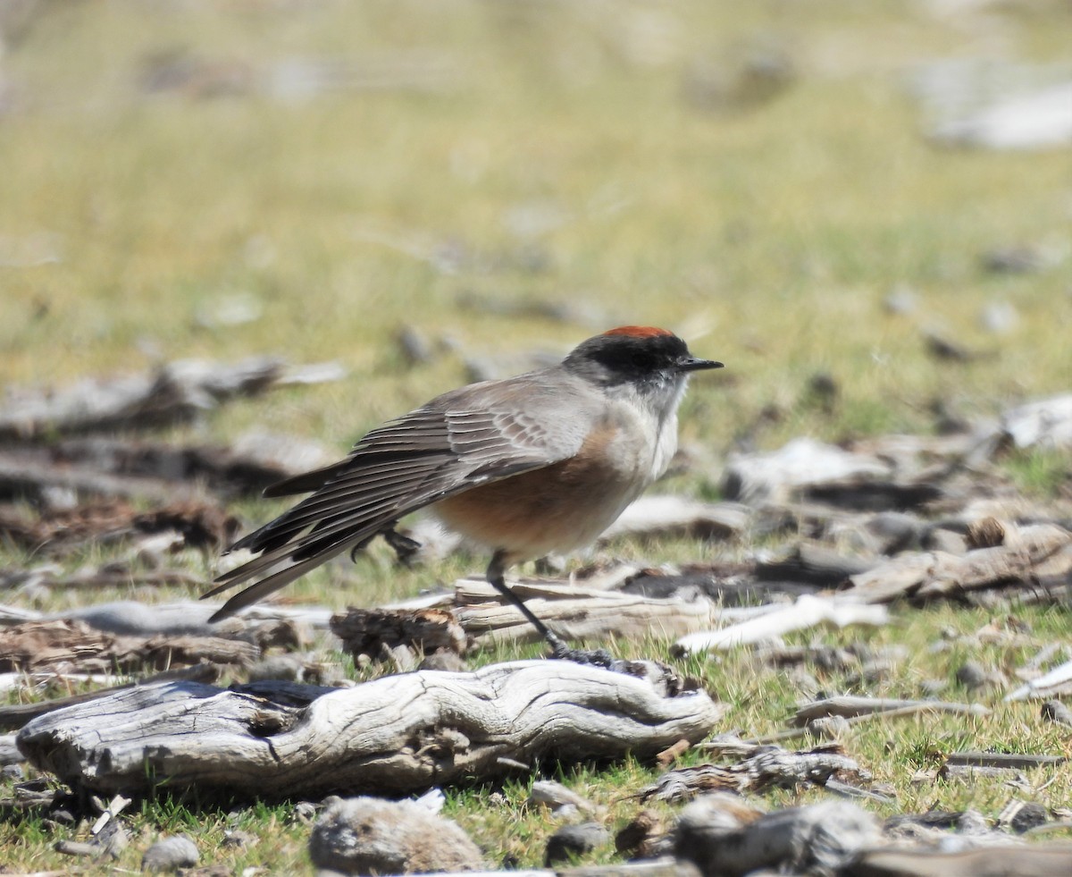 Cinnamon-bellied Ground-Tyrant - ML634975426