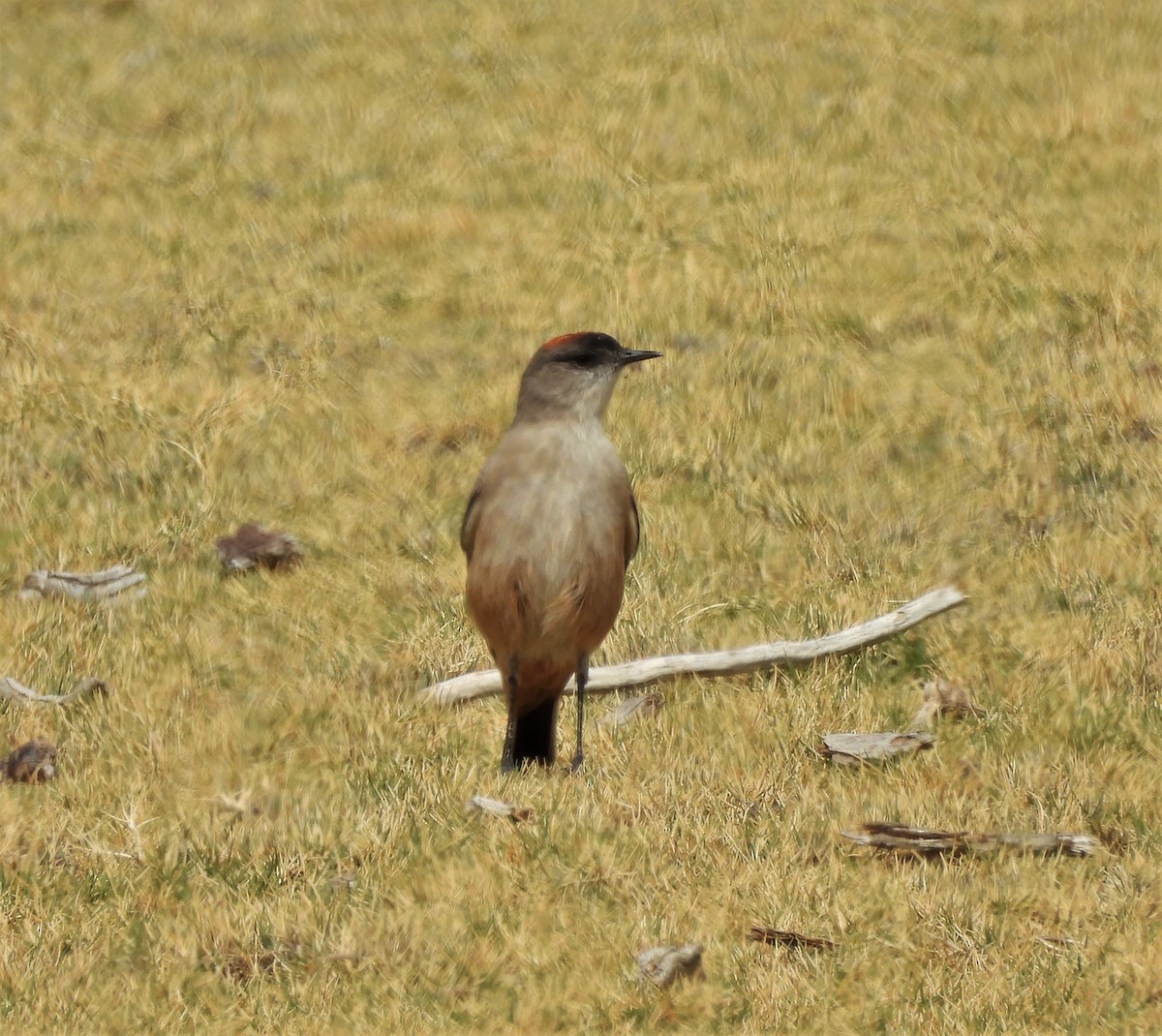 Cinnamon-bellied Ground-Tyrant - ML634975428