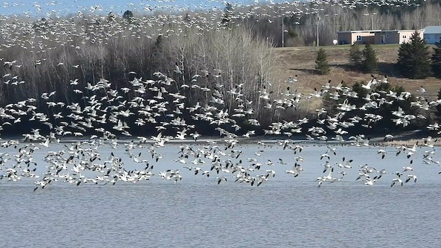 Snow Goose - ML634975457