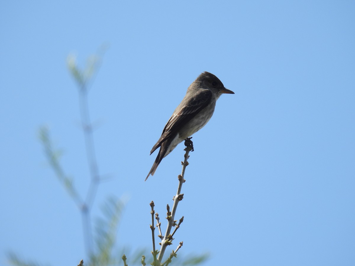 Olive-sided Flycatcher - ML634975481