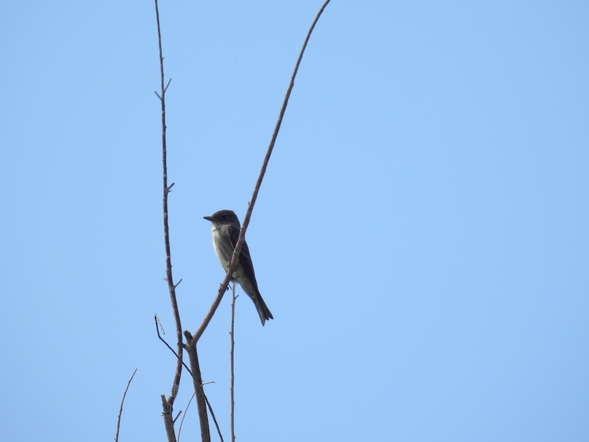 Olive-sided Flycatcher - ML634975483