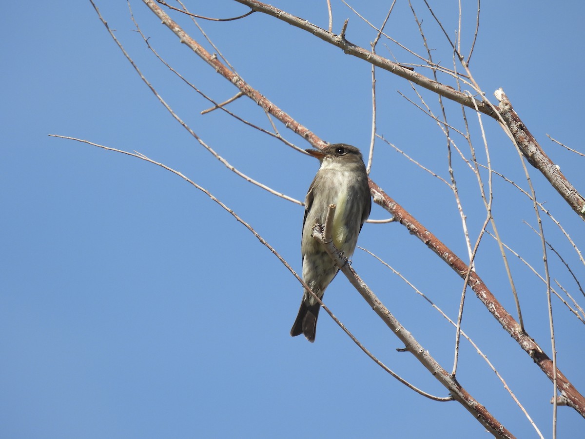 Olive-sided Flycatcher - ML634975484