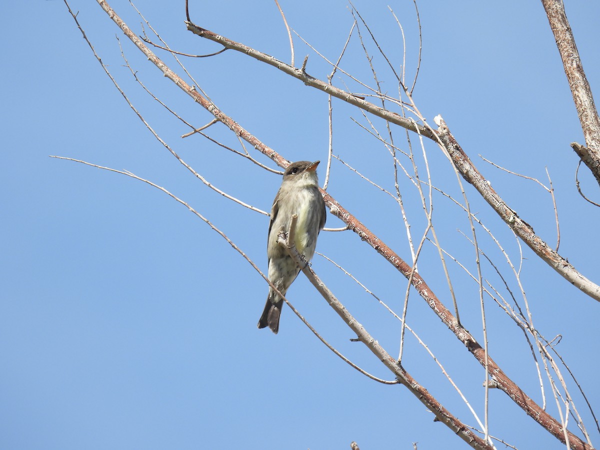 Olive-sided Flycatcher - ML634975487