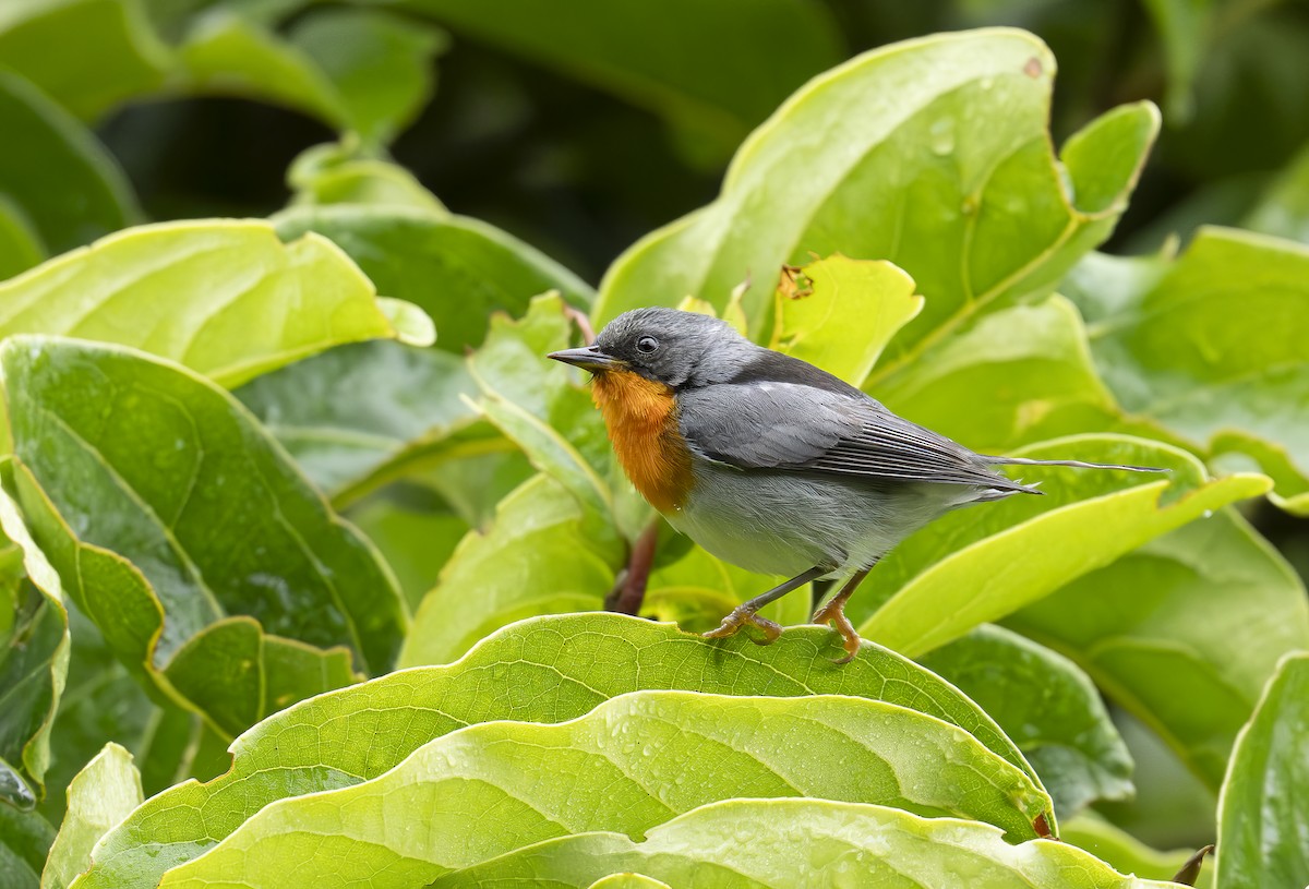 Flame-throated Warbler - ML634975529