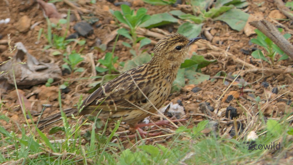 Nilgiri Pipit - ML634975569